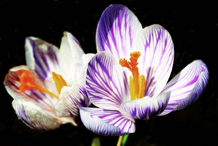 crocus