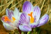 signs of spring