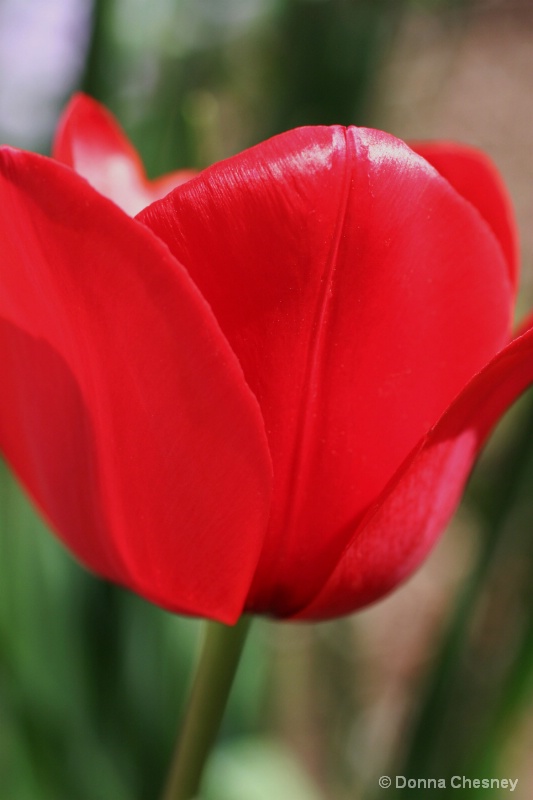 Red Tulip...