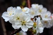 Cherry Blossoms