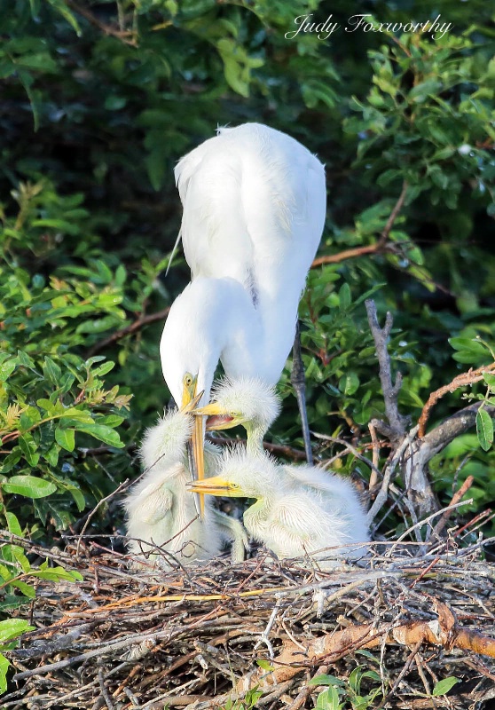 Great White Egret Babies