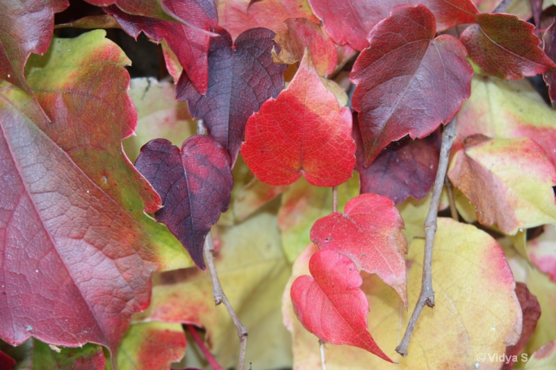 Autumn colors