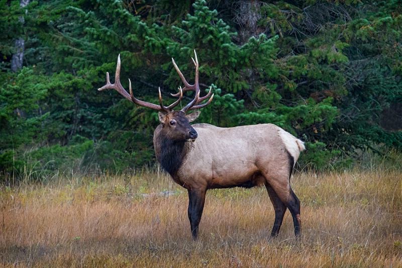 Bull Elk    