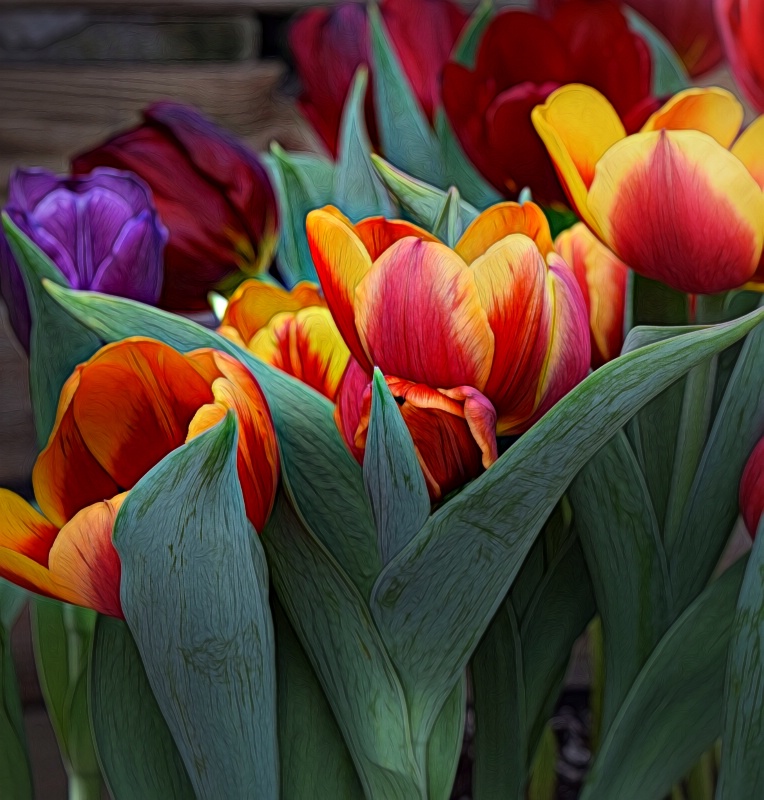 March Tulips