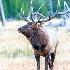 © TERRY N. MCCORMAC PhotoID# 14851785: Bull Elk