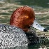 © Danny L. Klauss PhotoID # 14852074: spia8648