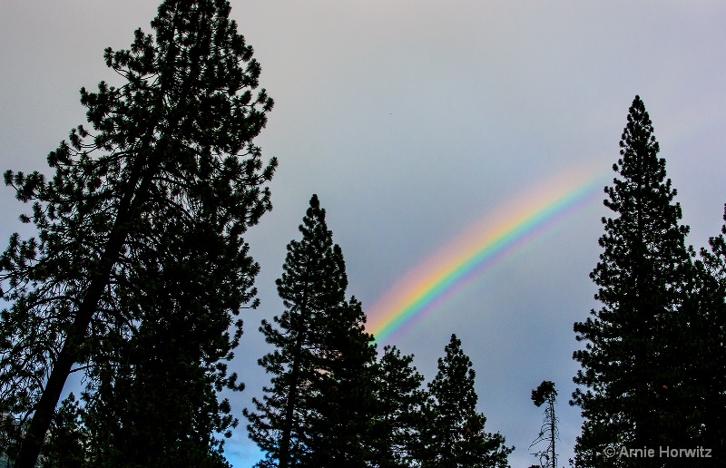 Rainbow in the Pines
