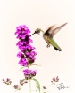 Flora and Fauna