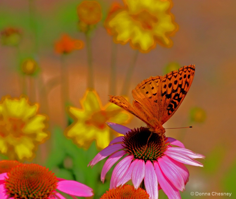 Butterfly and Coneflower Art