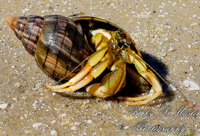 Hermit Crab