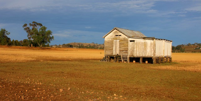 In the sheep paddock