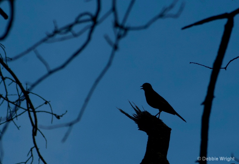 Silhouette of a Bird - ID: 14853706 © deb Wright