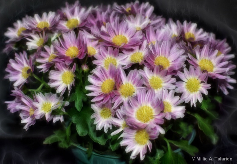 Chrysanthemum Display