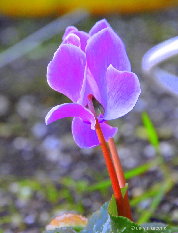 SPRING BLOOM