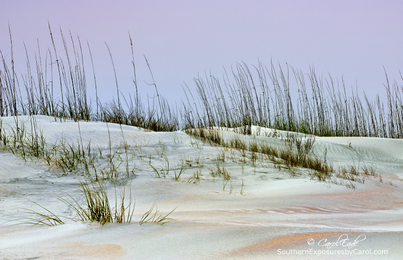 Anastasia Beach Dunes - ID: 14854332 © Carol Eade