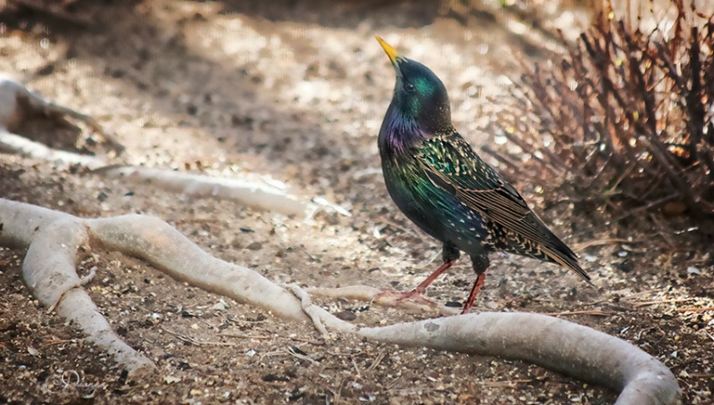 Starling