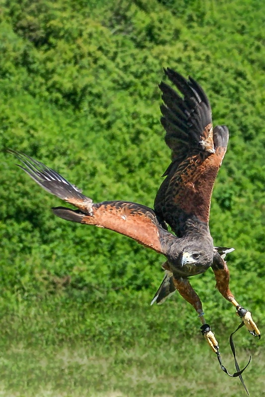 Harris Hawk