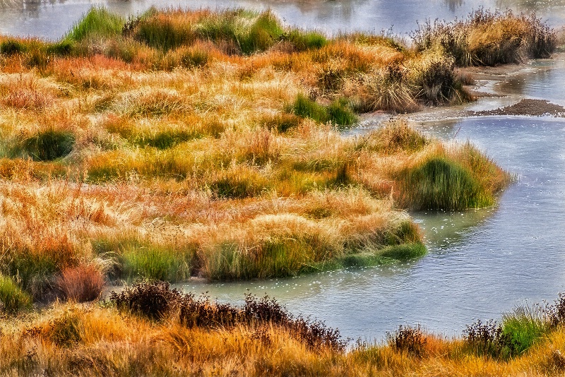 Sedge Grass