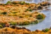 Sedge Grass