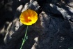 Picacho Peak