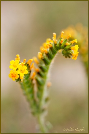 Yellow Fiddleneck Flower