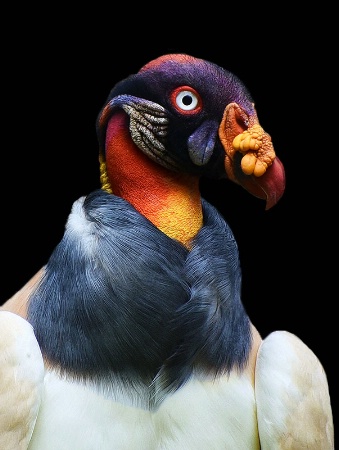 King Vulture