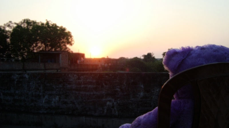 Teddy's Sunset