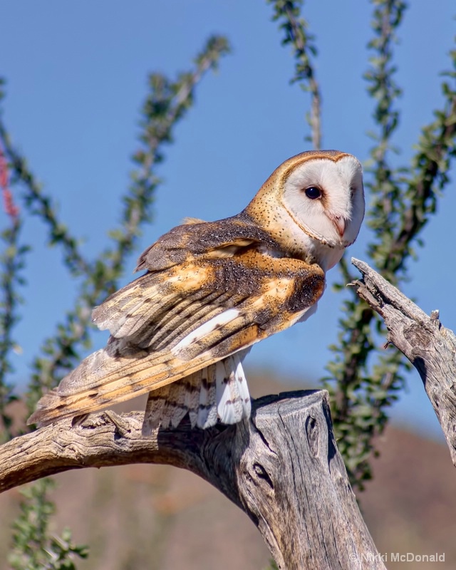 Barn Owl