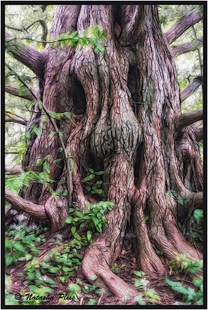Redwood  trunk