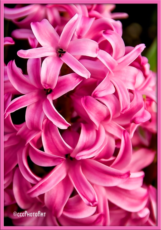 Pink on Pink Hyacinth
