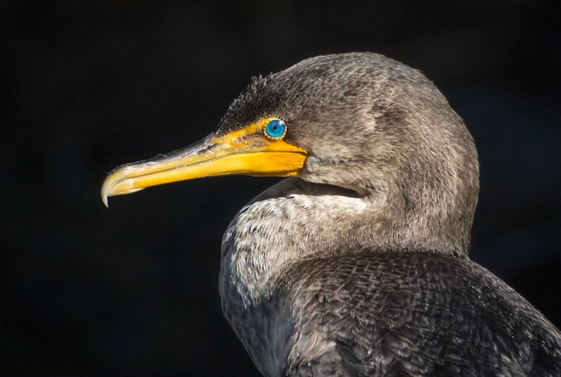 Cormorant Portrait    