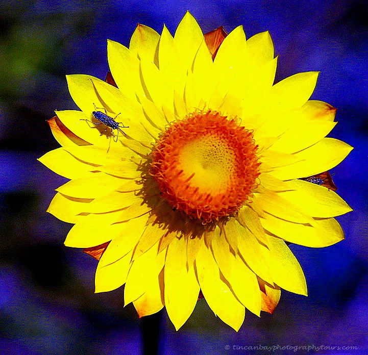 Paper Daisy and Friend