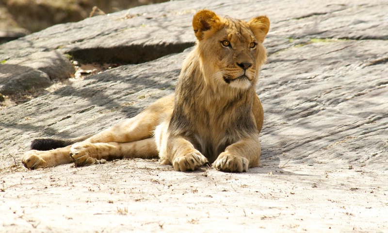I Am The Queen!!  Female Lion 