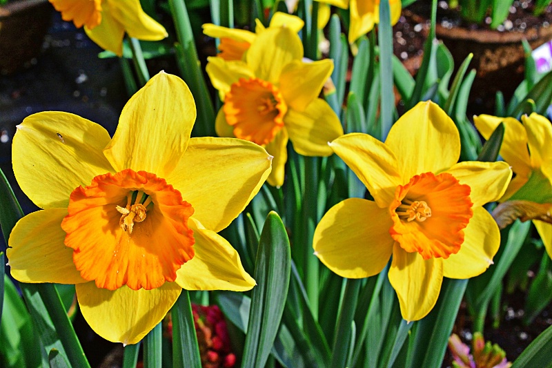 -----------"My Daffodils"---------
