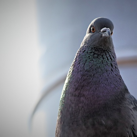 Pigeon