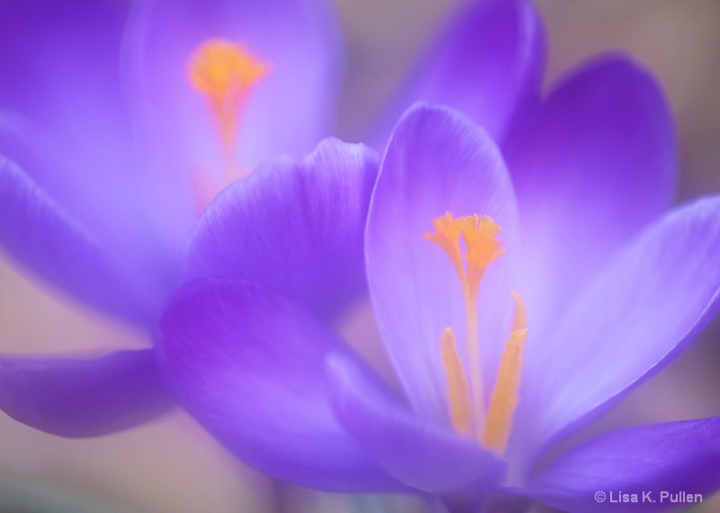 Harbingers of Spring