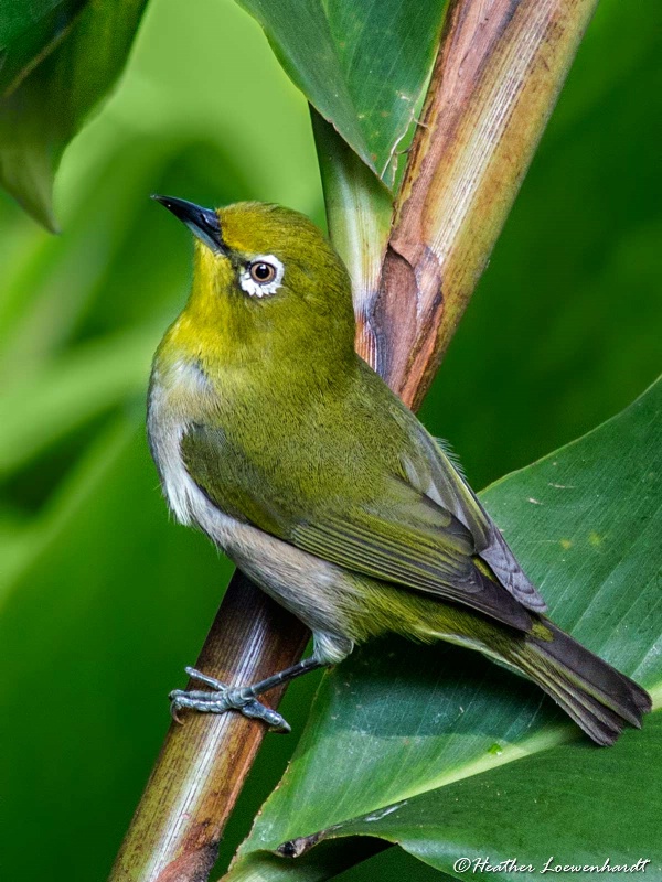 Japanese White-Eye