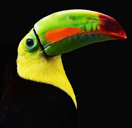 Keeled Billed Toucan