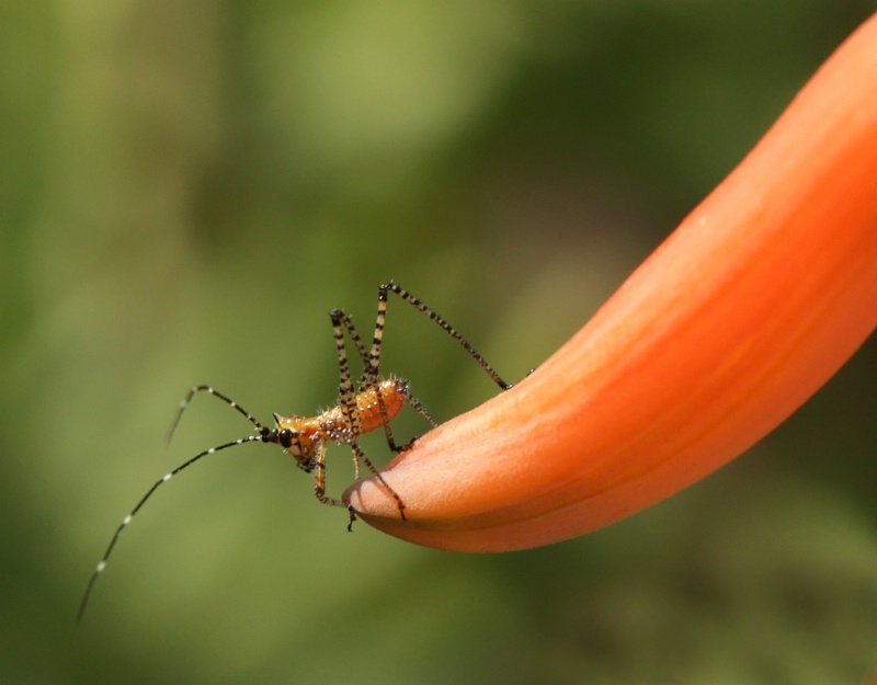 Orange Assassin