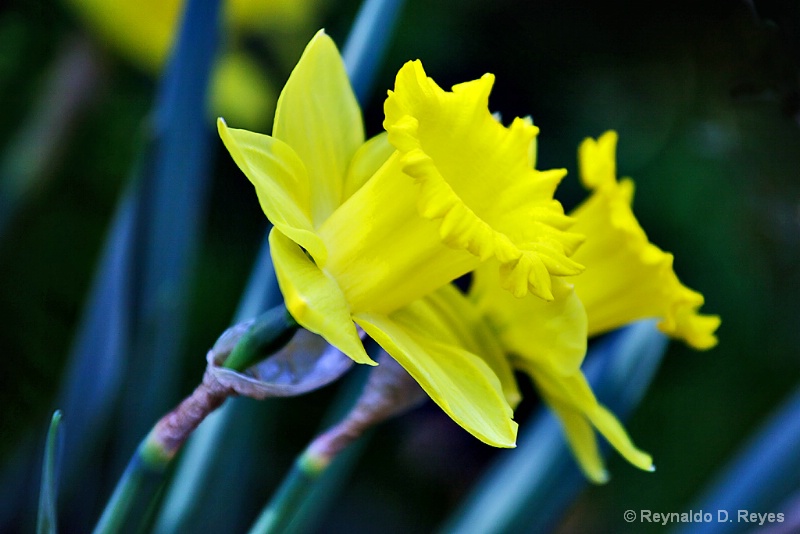 Lenten Lily