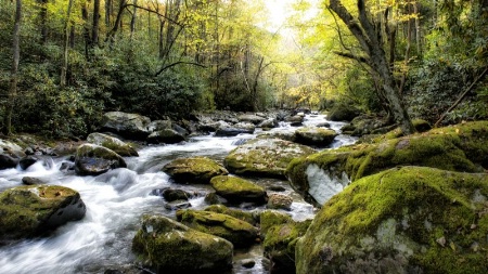 Mossy Rocks