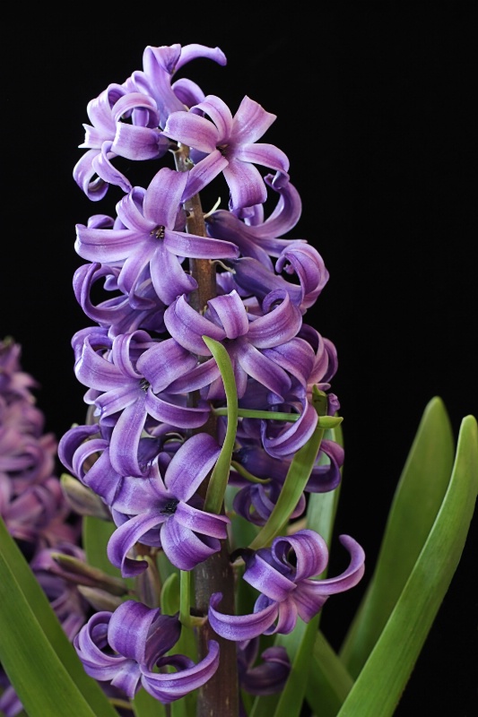 Purple Hyacinth - ID: 14860200 © Tammy M. Anderson
