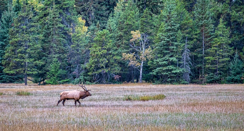 Bull Elk Wanderings    