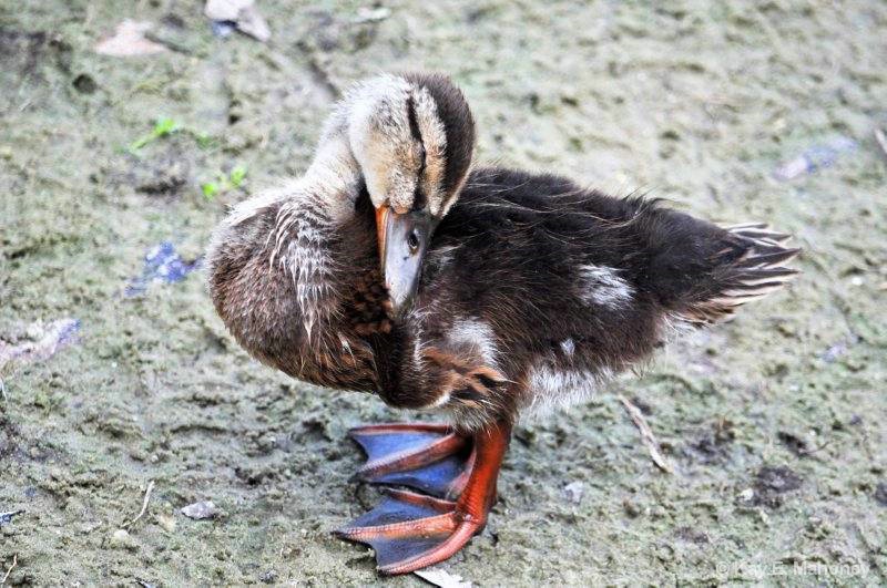 Sleepy little duck