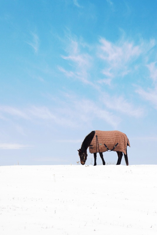 A Lonely Horse