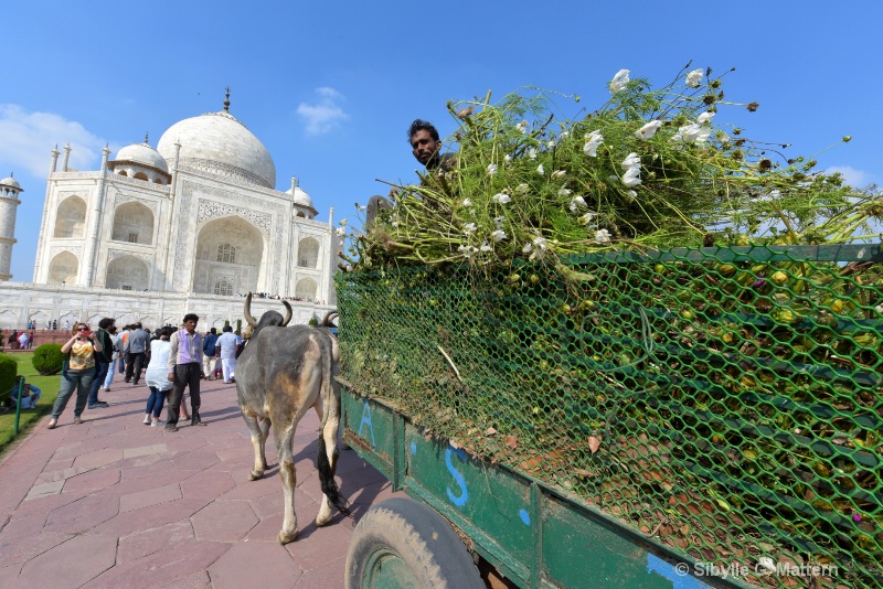 gardening at the Taj - ID: 14861247 © Sibylle G. Mattern