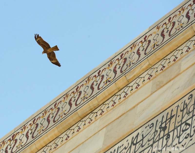 Black Indian kite (Milvus migrans) at the Taj - ID: 14861273 © Sibylle G. Mattern