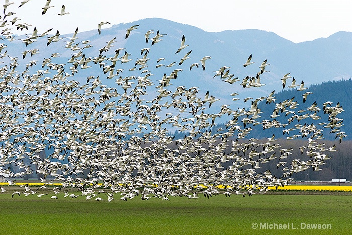 Snow Geese Exodus