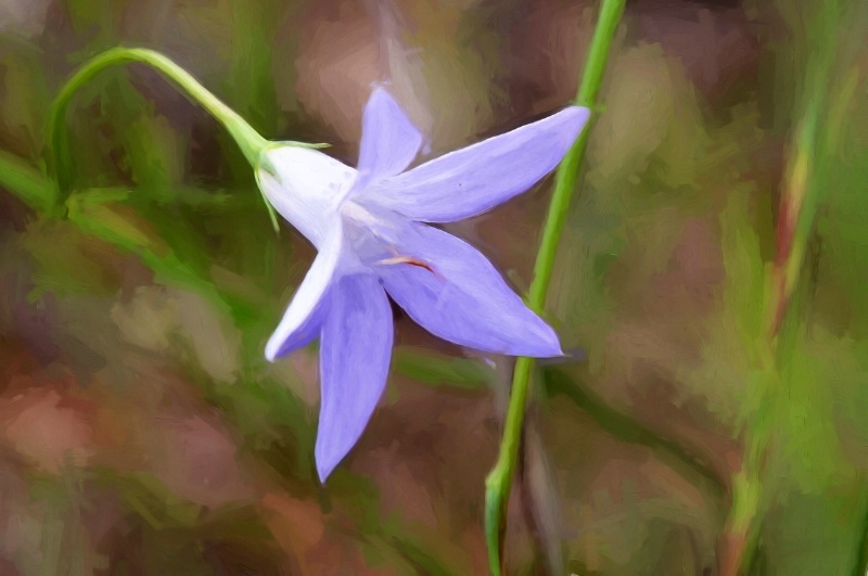 Bluebell