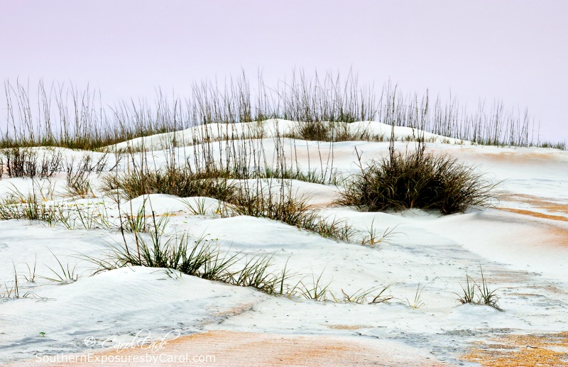 Anastasia Beach Dunes No. 3 - ID: 14862749 © Carol Eade